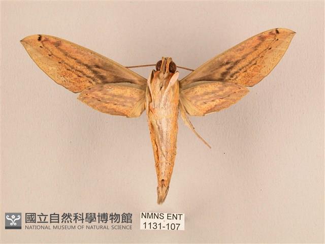 棕綠背線天蛾藏品圖，第2張