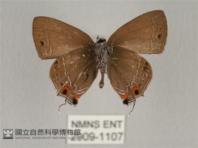 田中洒灰蝶藏品圖，第2張