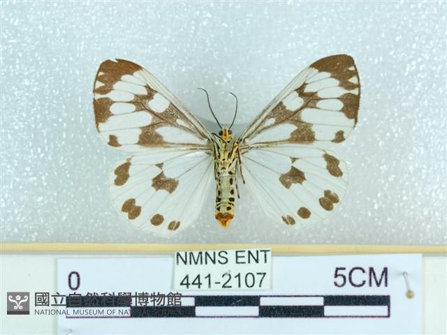 粉蝶燈蛾藏品圖，第2張