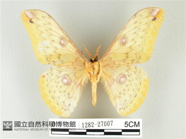 黃豹天蠶蛾藏品圖，第2張