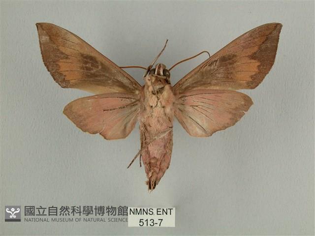 背中白天蛾藏品圖，第2張