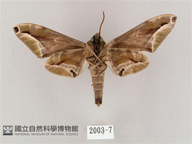 白點天蛾 藏品圖，第2張