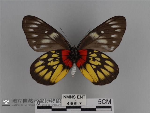 豔粉蝶藏品圖，第2張