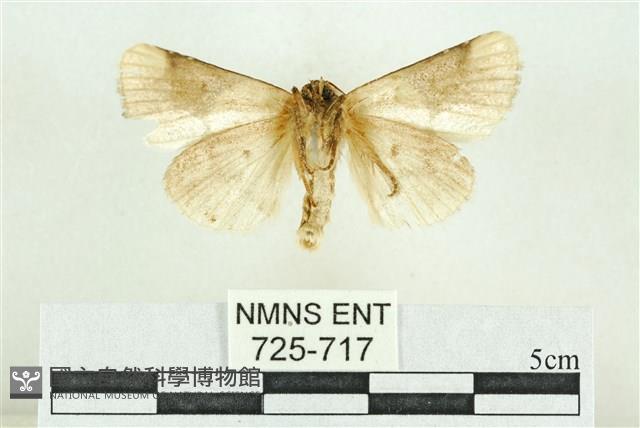 臺灣斑蕊夜蛾藏品圖，第2張