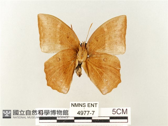 方環蝶藏品圖，第2張