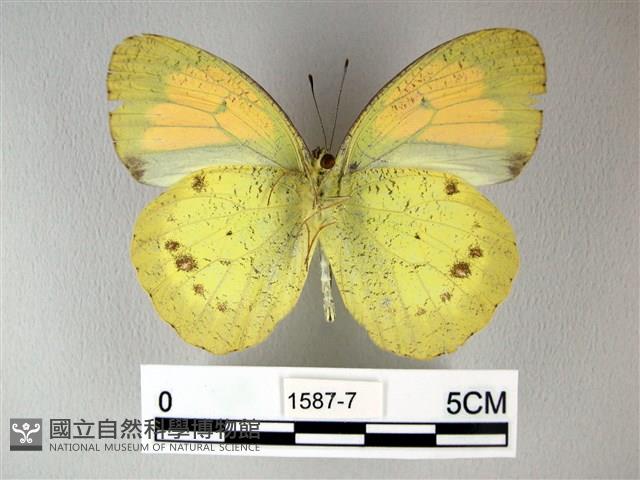 異粉蝶、雌白黃蝶藏品圖，第2張