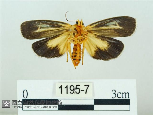 黃肩奇蛾藏品圖，第2張
