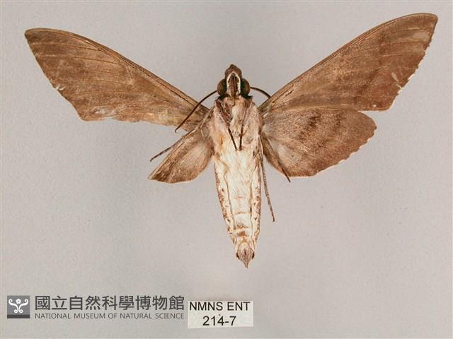 細斜紋霜天蛾藏品圖，第2張