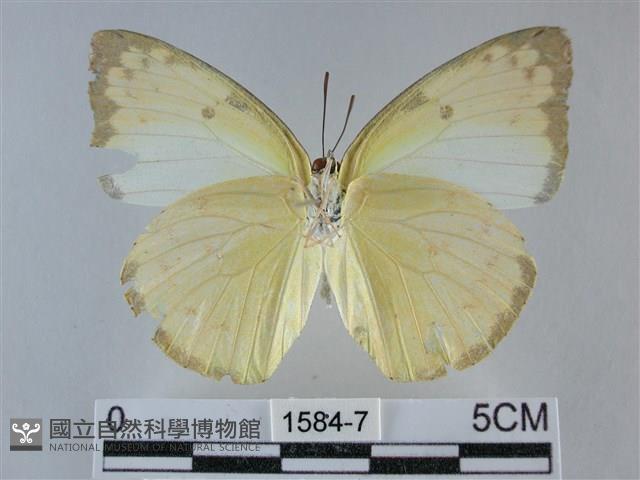 遷粉蝶、淡黃蝶藏品圖，第2張