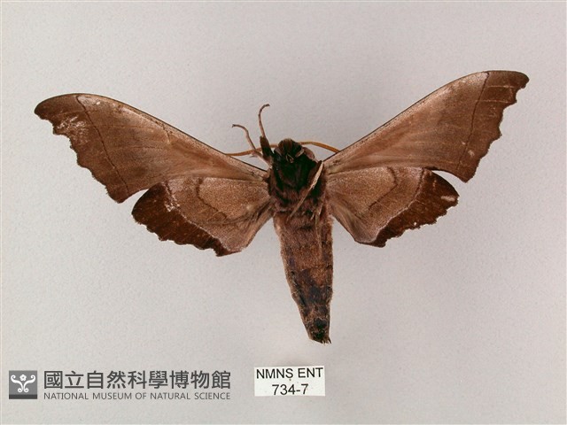 齒翅三線天蛾藏品圖，第2張