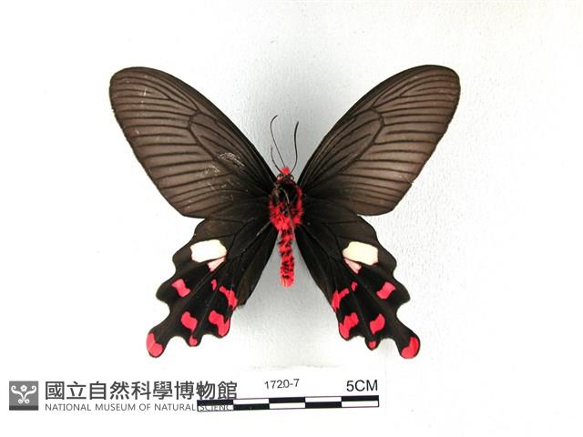 多姿麝鳳蝶藏品圖，第2張