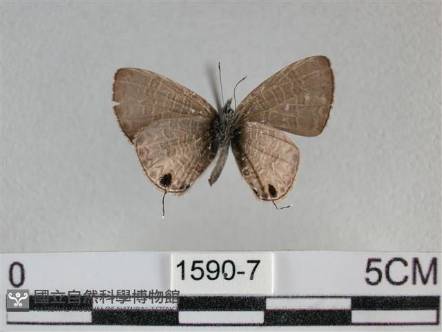 波灰蝶藏品圖，第2張