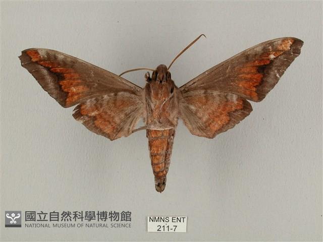 全緣缺角天蛾藏品圖，第2張