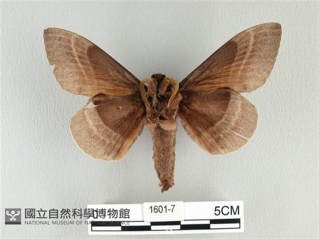 松大毛蟲藏品圖，第2張