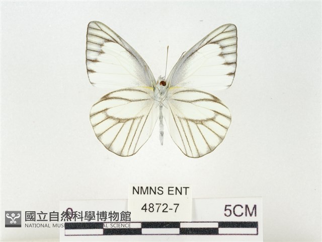鑲邊尖粉蝶藏品圖，第2張