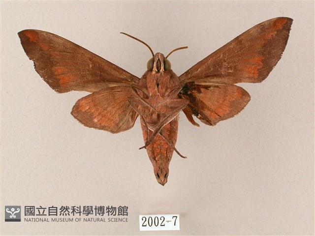 臺灣缺角天蛾藏品圖，第2張