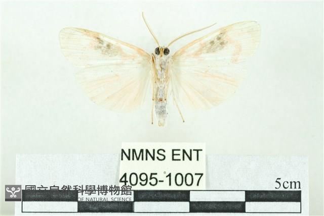 臺雪苔蛾藏品圖，第2張