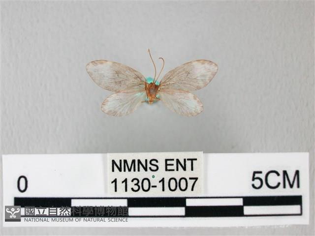 臺灣卵翅蛾藏品圖，第2張