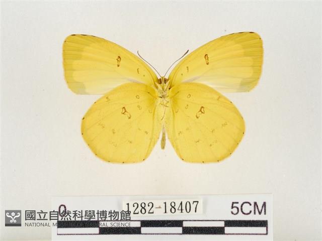 島嶼黃蝶、江崎黃蝶藏品圖，第2張