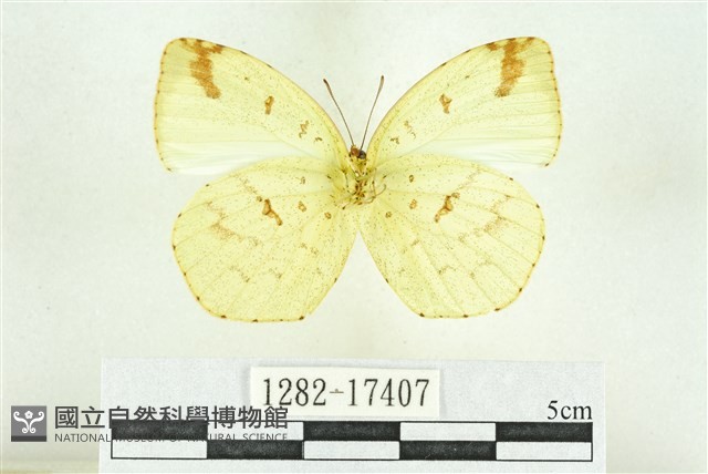 北黃蝶藏品圖，第2張