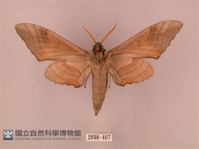 栗六點天蛾藏品圖，第2張