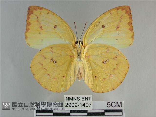 遷粉蝶、淡黃蝶藏品圖，第2張