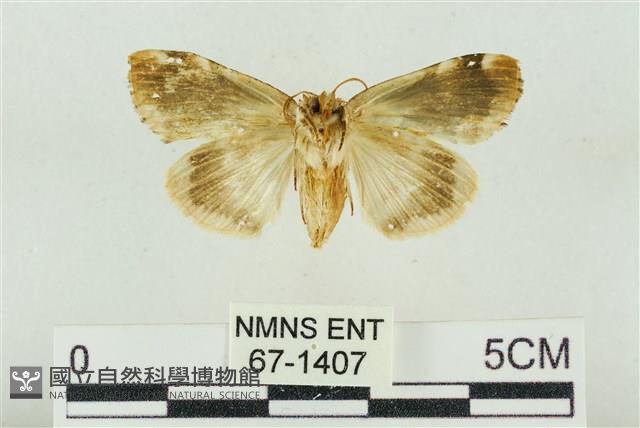 大斑波紋蛾藏品圖，第2張