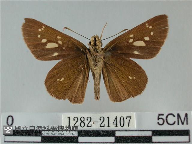 黃紋孔弄蝶藏品圖，第2張