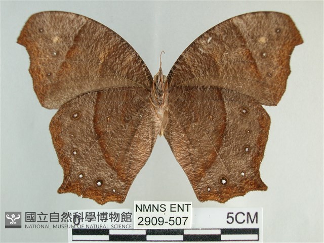 森林暮眼蝶、黑樹蔭蝶藏品圖，第2張