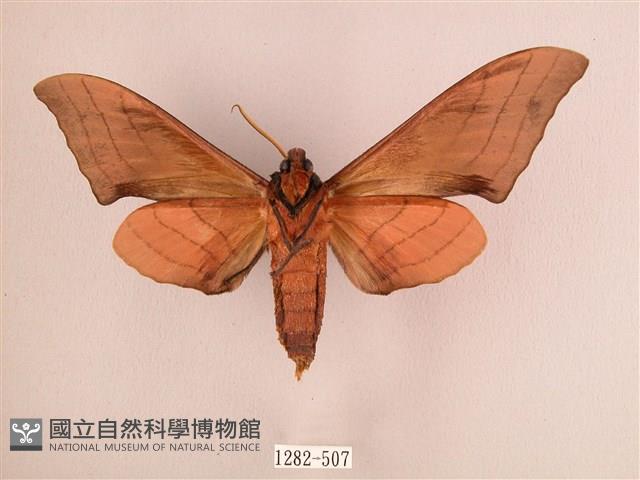 直翅六點天蛾藏品圖，第2張