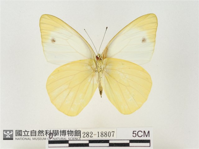 黃尖粉蝶藏品圖，第2張