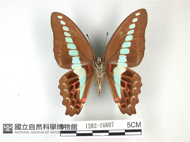 青帶鳳蝶藏品圖，第2張