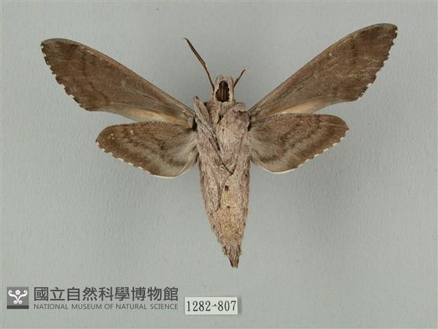 蝦殼天蛾藏品圖，第2張