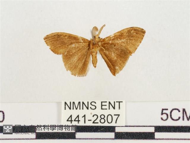 小白紋毒蛾藏品圖，第2張