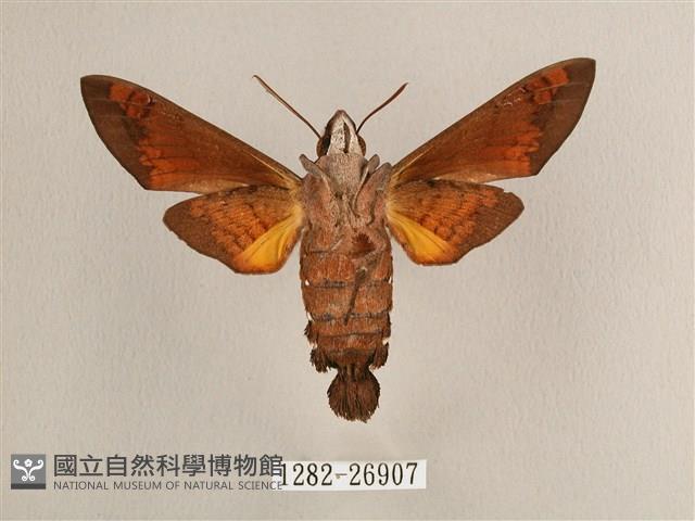 背帶長喙天蛾藏品圖，第2張