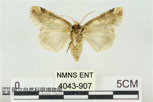 連珠波紋蛾藏品圖，第2張