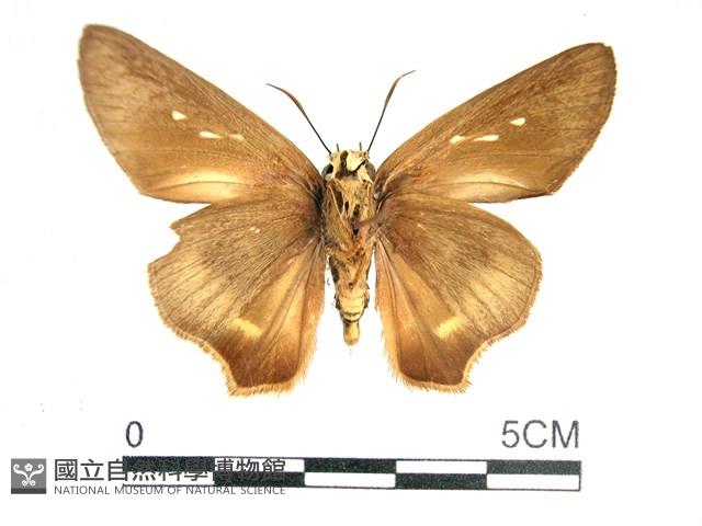 長翅弄蝶藏品圖，第2張