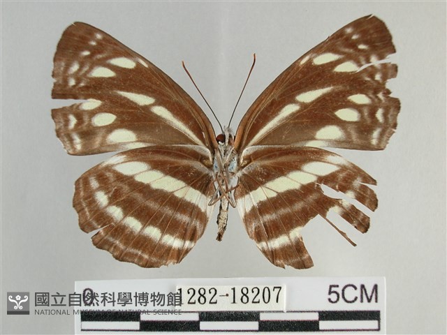 細帶環蛺蝶藏品圖，第2張
