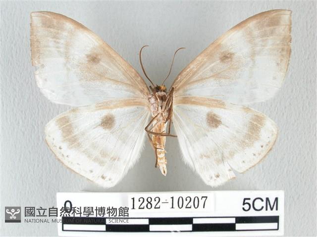 圓翅大鉤蛾藏品圖，第2張