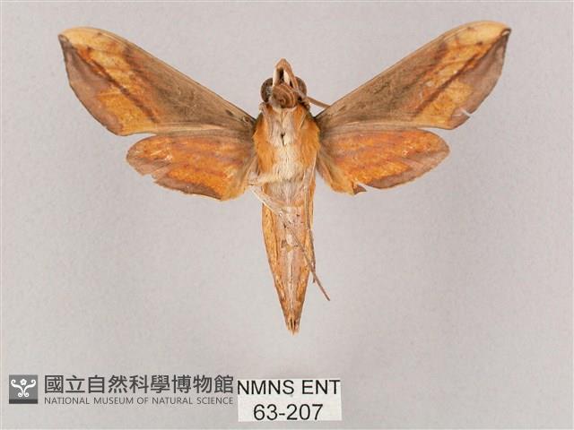 斜綠天蛾藏品圖，第2張