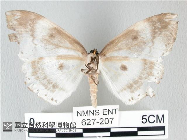 圓翅大鉤蛾藏品圖，第2張