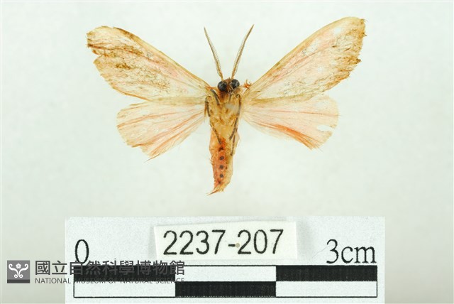 三條橙燈蛾藏品圖，第2張