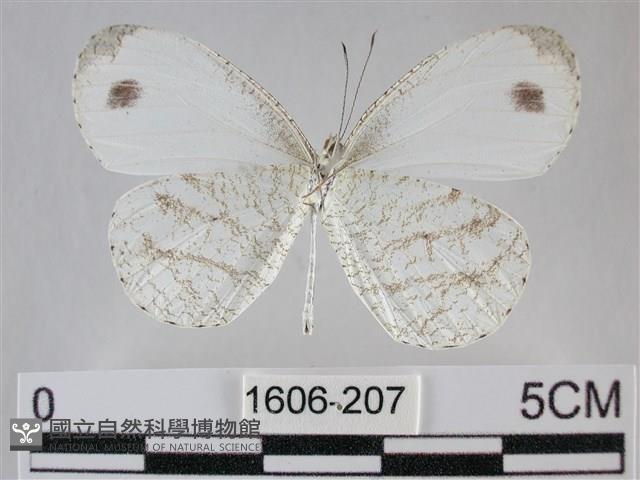 纖粉蝶藏品圖，第2張