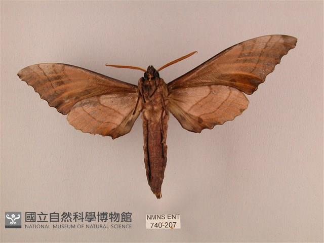 栗六點天蛾藏品圖，第2張