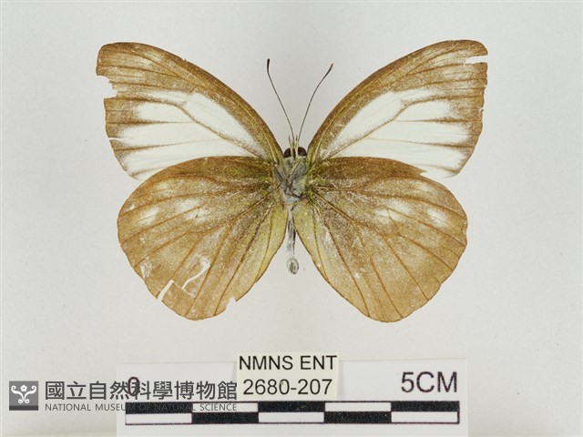 淡褐脈粉蝶藏品圖，第2張