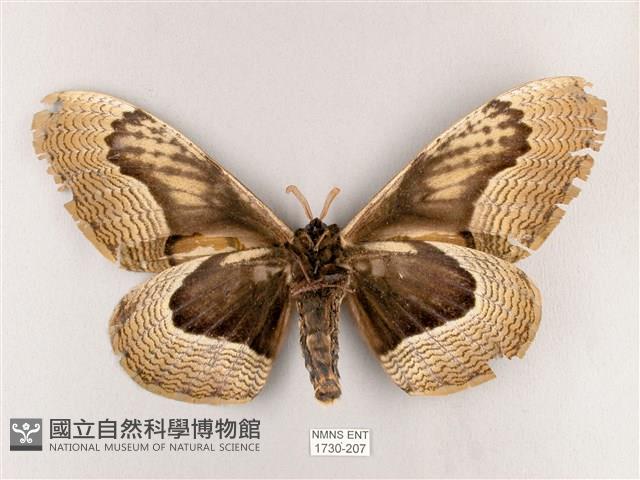 枯球籮紋蛾藏品圖，第2張