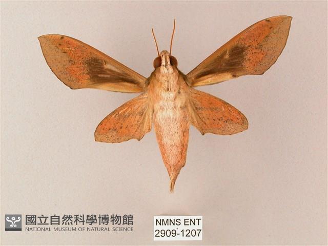 藏斜紋天蛾藏品圖，第2張