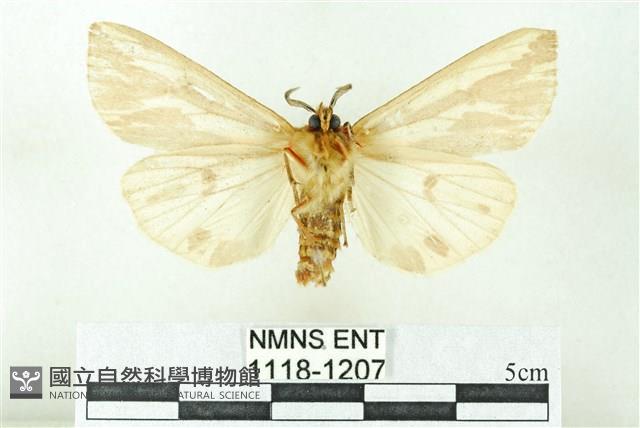 赭新污燈蛾藏品圖，第2張