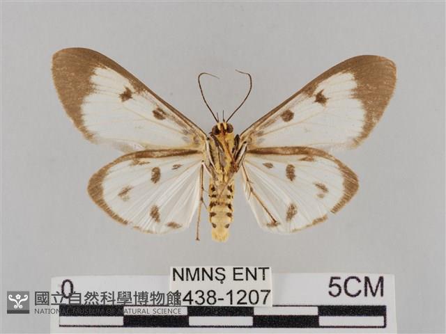 長斑擬燈蛾藏品圖，第2張