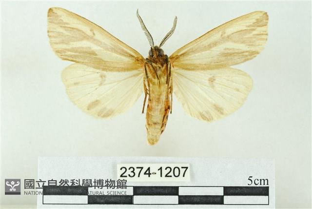 赭新污燈蛾藏品圖，第2張